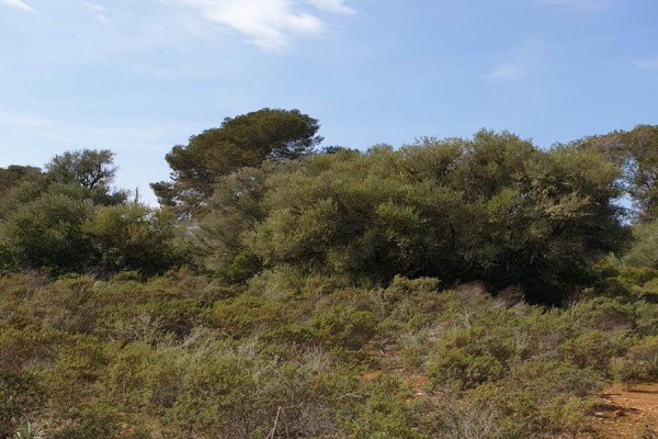 Großzügiges Baugrundstück in der Gemeinde Llucmajor Bild 2
