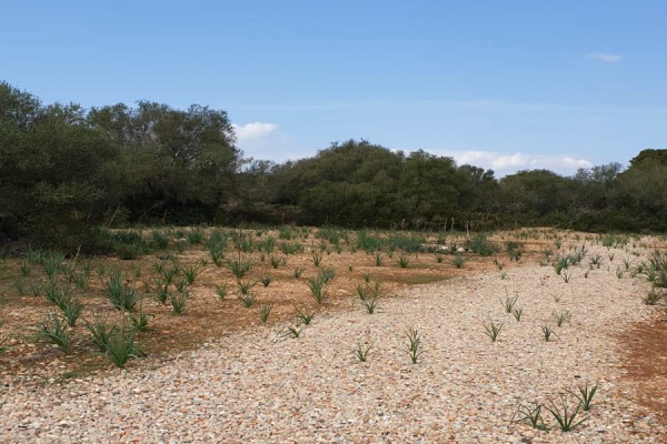 Großzügiges Baugrundstück in der Gemeinde Llucmajor Bild 3