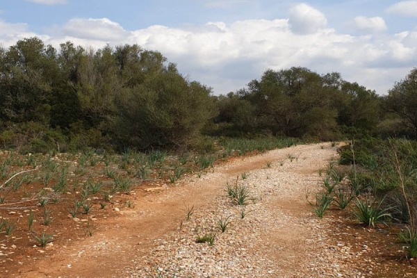 Großzügiges Baugrundstück in der Gemeinde Llucmajor Bild 4