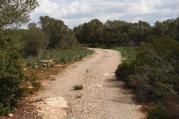 Großzügiges Baugrundstück in der Gemeinde Llucmajor Bild 5