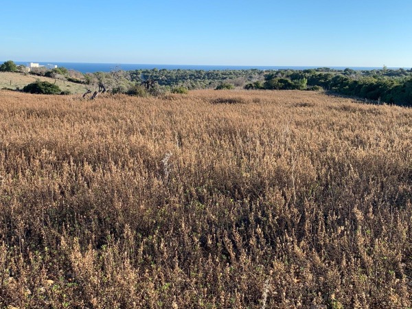 Finca Neubauprojekt mit Blick bis zum Meer in Espinagrar