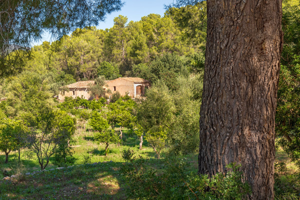 Großes und exklusives Grundstück mit landwirtschaftlichen Möglichkeiten Bild 11